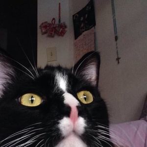 Meet your Posher, Tito